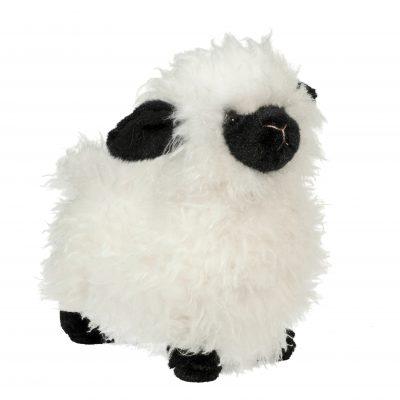 Shiloh Sheep