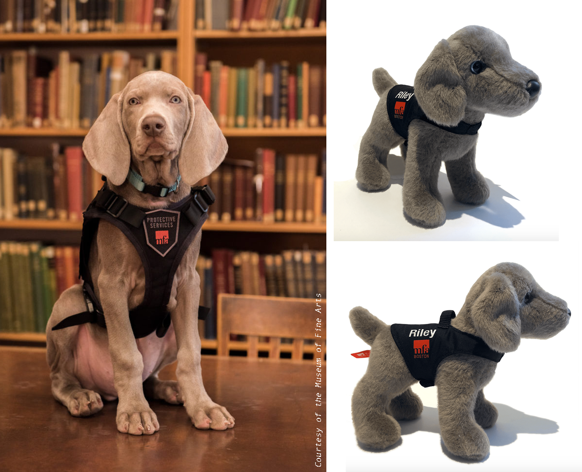 Riley, A Scent Dog on a Mission